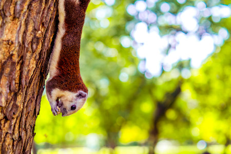 Squirrel Hanging Upside Down with Walnut on Treeの写真素材