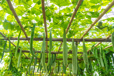 Sustainable Farming: Cultivating Luffa and Promoting Natural Fibersの写真素材