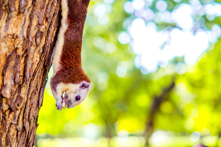 Squirrel Hanging Upside Down with Walnut on Treeの写真素材