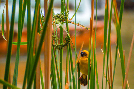 Asian Golden Weaver male ( Ploceus hypoxanthus ).. birds standing on top of dry grassの写真素材