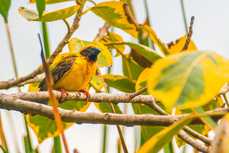 Asian Golden Weaver male ( Ploceus hypoxanthus ).. birds standing on top of dry grassの写真素材