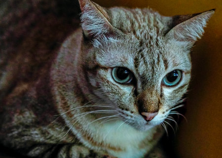 Blue Eyed Grey silver close up Tabby Catの写真素材