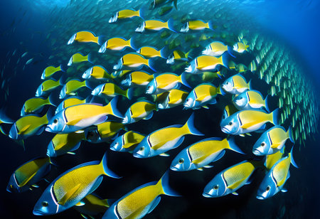 A mesmerizing shoal of fish moving in harmony, forming intricate patterns as they instinctively navigate the open sea to avoid predators.の素材