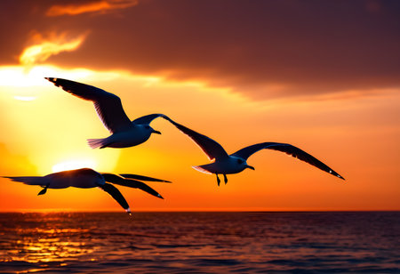 Flying seagulls silhouetted against a glowing sunset over the ocean.の素材
