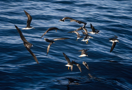 Seabirds struggle to fly over oil-slicked Atlantic waters, highlighting the devastating impact of pollution on marine and bird life.の素材