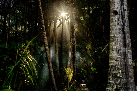 Awesome  nature. amazing dawn in Jungle. Beautiful sun rays in tropical Bali's forestの写真素材