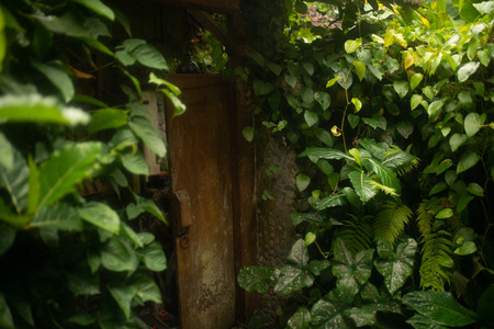Awesome photo of litle old wood house in  green fern leaves in tropical forest in Baliの写真素材