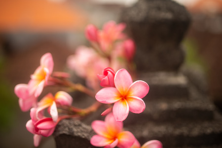 Beautiful photo of tender pink frangipani flowers on dark background n in Baliの写真素材