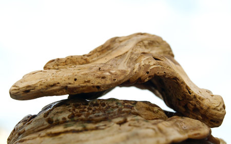 two shells on the open skyの写真素材