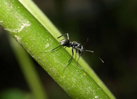 black antの写真素材