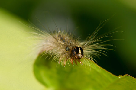 hungry indian caterpillar 