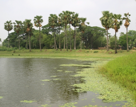 beautiful village pond with palm tree bankura west bengal      の写真素材