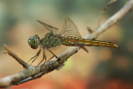 dragonflyの写真素材