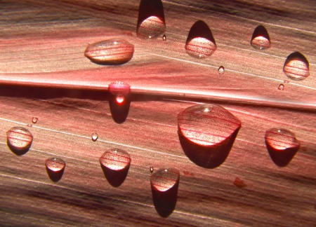 water drop on leavesの写真素材