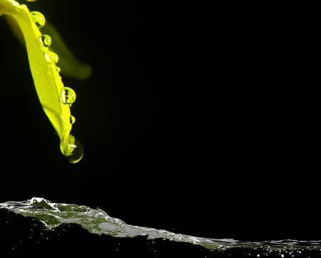 water drops from green leavesの写真素材