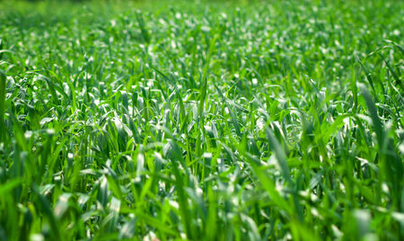 green background with grassの写真素材
