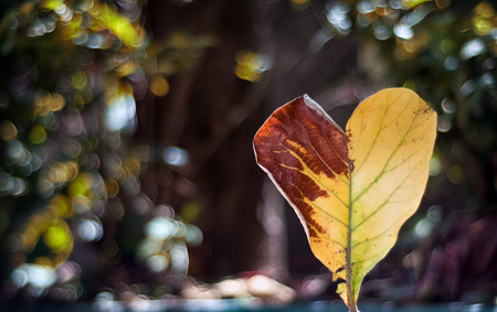 heart shaped leaf の写真素材