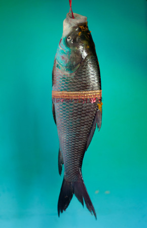 indian wedding ritual holy fish                            の写真素材