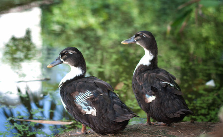 duck in pondの写真素材