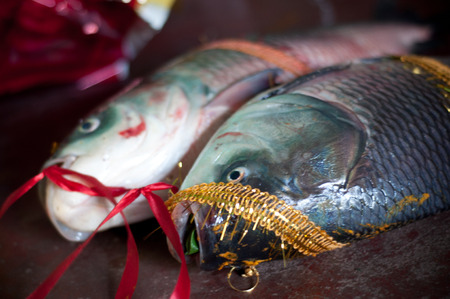 indian wedding ritual holy fish                            の写真素材