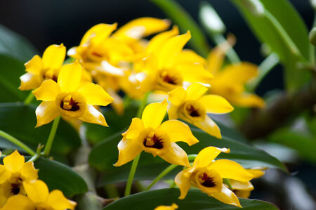 Dendrobium ochreatum orchidの写真素材