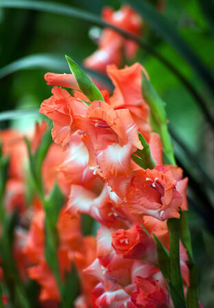 Gladiolus Flower Bulbsの写真素材