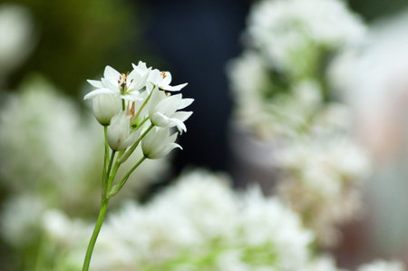 mountain flower の写真素材