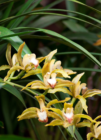 Bright Yellow Cymbidium Orchidの写真素材