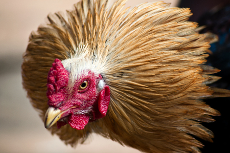 Cock fight in a village of Indiaの写真素材