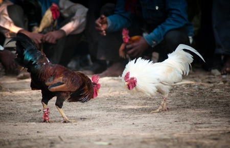Cock fight in a village of Indiaの写真素材