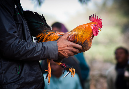 Cock fight in a village of Indiaの写真素材