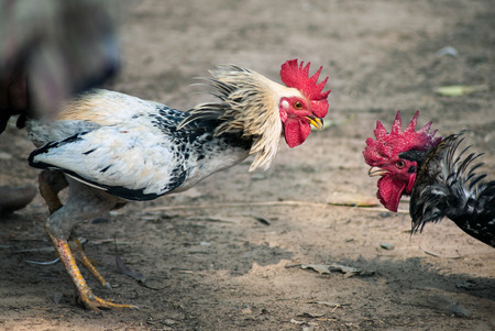 Cock fight in a village of Indiaの写真素材