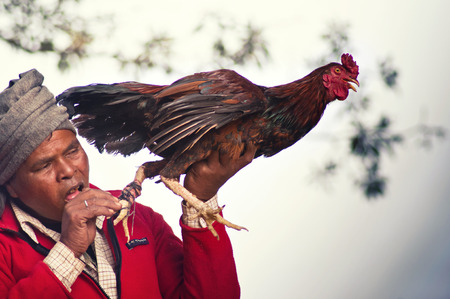 Enthusiasts Gather For Mass Cock Fighting Ritualのeditorial素材
