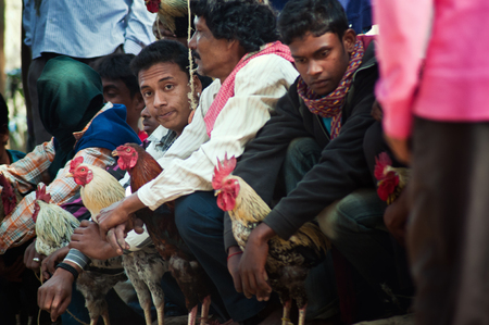 Enthusiasts Gather For Mass Cock Fighting Ritualのeditorial素材