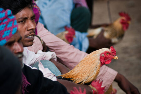 Enthusiasts Gather For Mass Cock Fighting Ritualのeditorial素材