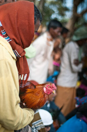 Enthusiasts Gather For Mass Cock Fighting Ritualのeditorial素材