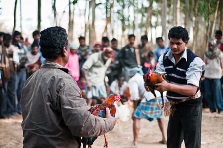 Enthusiasts Gather For Mass Cock Fighting Ritualのeditorial素材