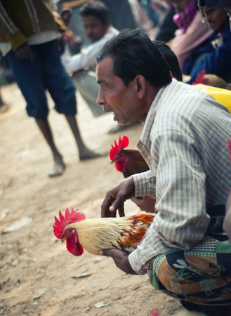 Enthusiasts Gather For Mass Cock Fighting Ritualのeditorial素材