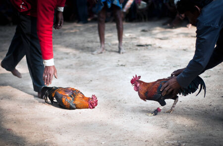 Cock fight in a village of Indiaの写真素材