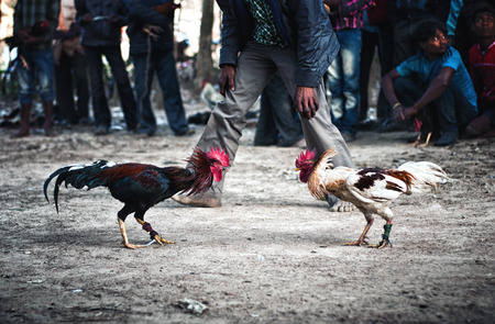 Enthusiasts Gather For Mass Cock Fighting Ritualのeditorial素材