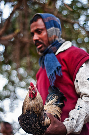 Enthusiasts Gather For Mass Cock Fighting Ritualのeditorial素材