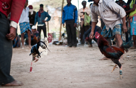 Enthusiasts Gather For Mass Cock Fighting Ritualのeditorial素材