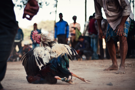 Enthusiasts Gather For Mass Cock Fighting Ritualのeditorial素材