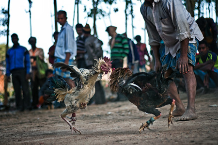 Enthusiasts Gather For Mass Cock Fighting Ritualのeditorial素材