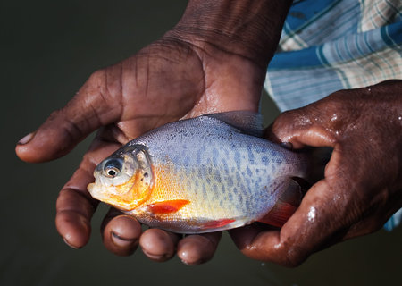 banned piranha rupchanda fish