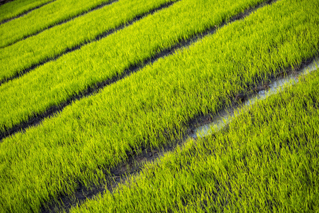 Green grass paddy fieldの写真素材