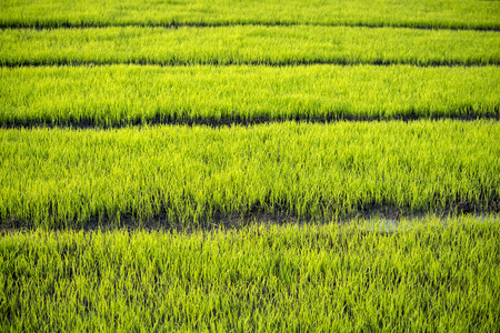 Green grass paddy fieldの写真素材