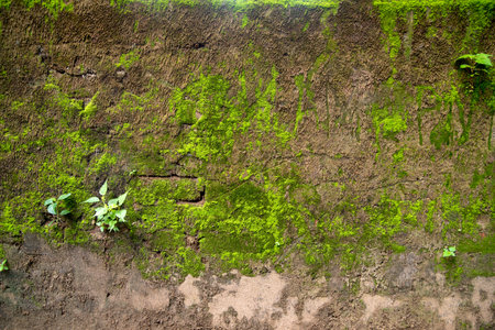 Old vintage brick texture wallの写真素材