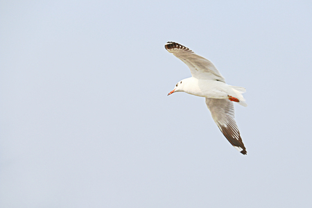 Birds of Freedomの写真素材