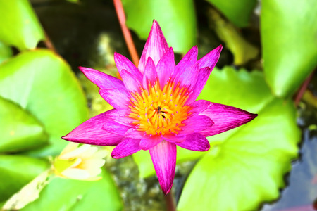 Purple lotusの写真素材